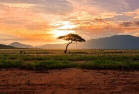 Arbre au coucher du soleil au parc Tsavo au Kenya