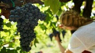 Grappe de raisin dans les vignes