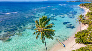 Plage avec palmier en Guadeloupe