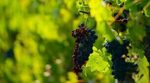 Grappe de raisin dans les vignes