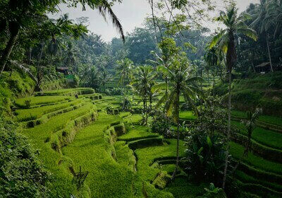Rizières en terrasse à bali