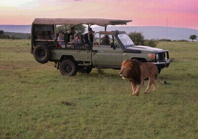 Jeep devant un lion lors d'un safari