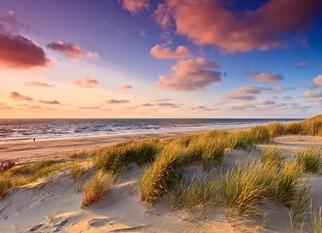 Plage avec herbes sur le sable