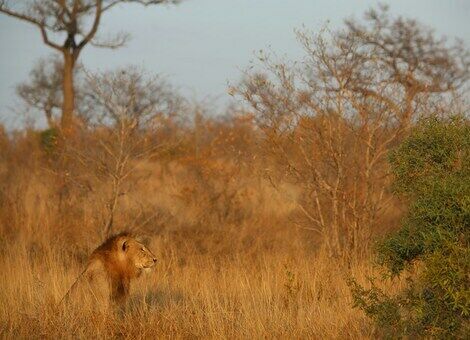 Lion dans le parc Kruger