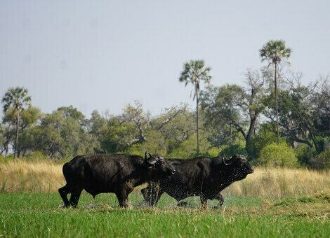 Buffles dans des herbes au Botswana