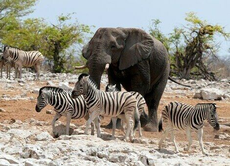 Eléphant et zèbres dans le Parc Etosha
