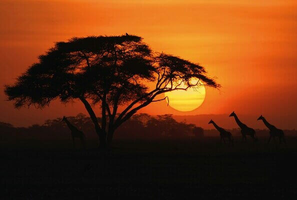 Parc au Kenya avec arbre au coucher du soleil