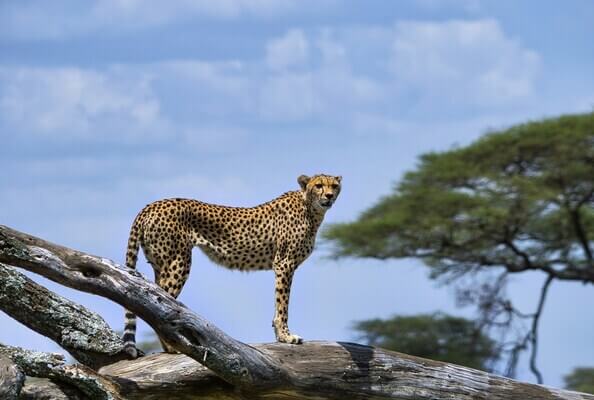Léopard sur une branche en Tanzanie