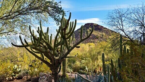 Phoenix