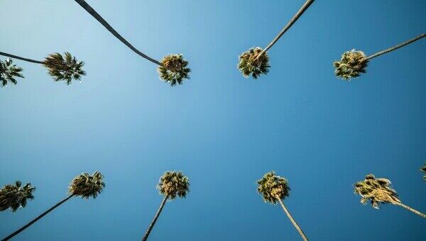 Palmiers sur ciel bleu