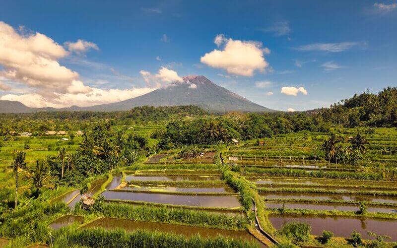 Rizières à Bali
