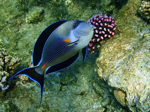 Poisson coloré dans les fonds marins