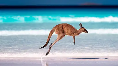 Kangourou sur la plage