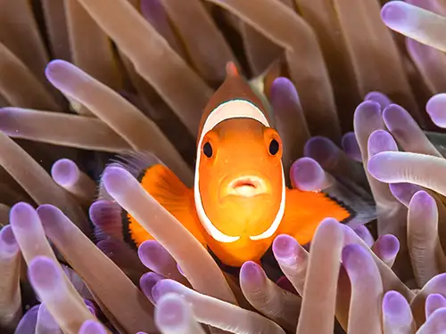 Poisson clown dans les coraux