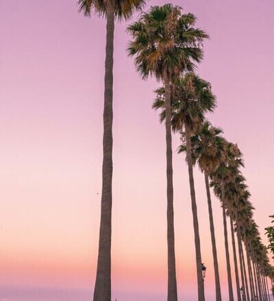 Palmiers à Marbella