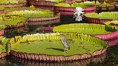 Nenuphar géant au jardin de Pamplemousses