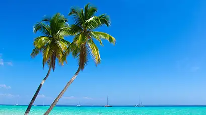 Palmiers sur la plage