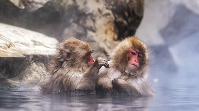 Singes dans les sources d'eau chaude