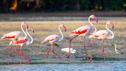 Flamants roses à Mida Creek