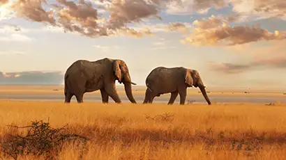 Eléphants dans la savane