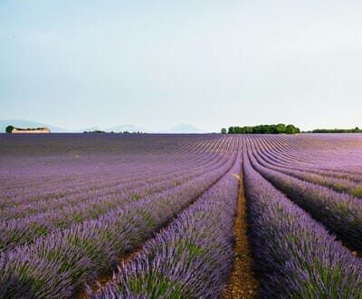 Champ de lavande à Valensole Champ de lavande à Valensole