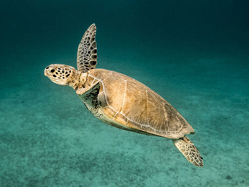 Tortue qui nage dans la mer