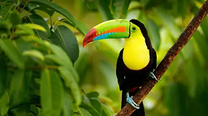 Toucan dans la végétation