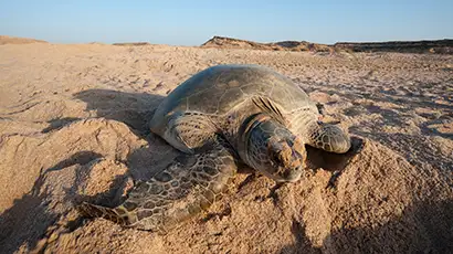 Tortue sur le sable