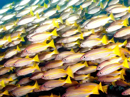 Banc de poissons sous l'eau