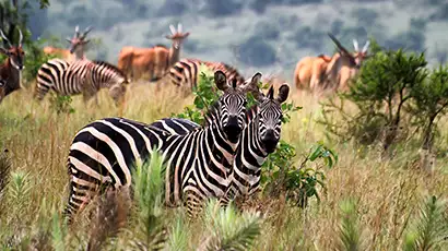 Zèbres dans la savane