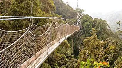 Pont suspendu dans la nature