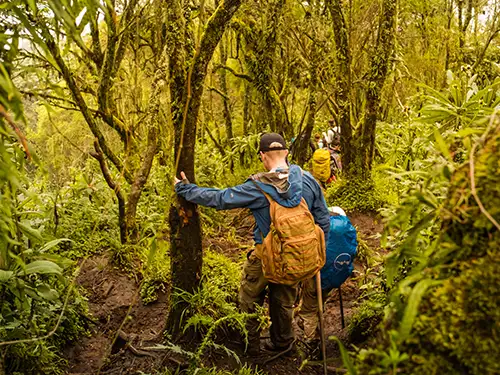 Randonneurs dans la jungle