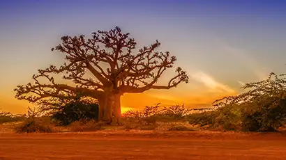Baobab au coucher du soleil