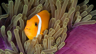 Poisson clown dans les coraux