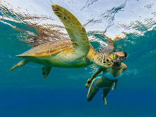 Tortue avec plongeur dans la mer