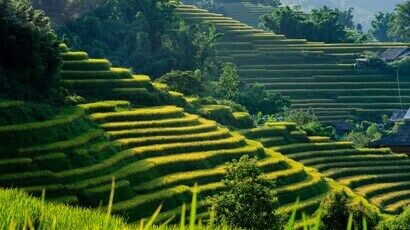 Rizières en terrasses à Sapa