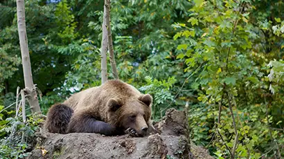 Ours sur un rocher dans la nature