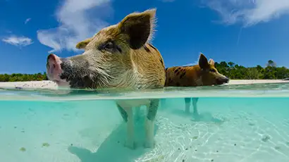Cochon dans les eaux cristallines