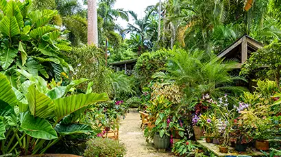 Jardin tropical