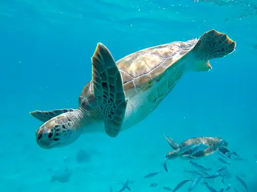 Tortue qui nage sous l'eau