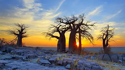 Arbres au coucher du soleil
