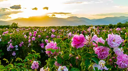 Champ de roses au coucher du soleil