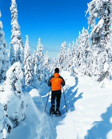 Lac Saguenay sapins enneigé