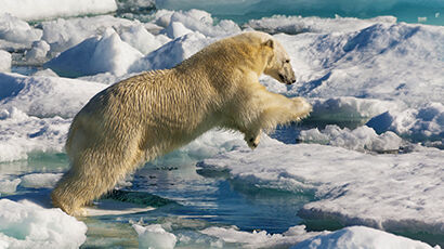 Ours polaire sur la banquise