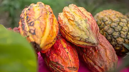 Cabosses de cacao