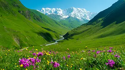 Montagnes verdoyantes avec fleurs violettes devant