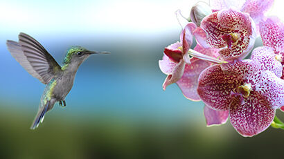 Colibri près une fleur rose