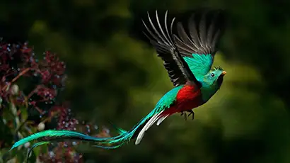 Oiseau en plein vol vert et rouge