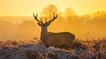 Cerf allongé au coucher du soleil