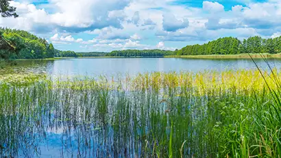 Paysage avec un lac et de la verdure